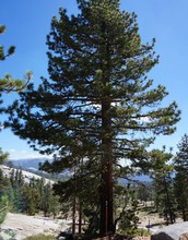 mountain ecosystems